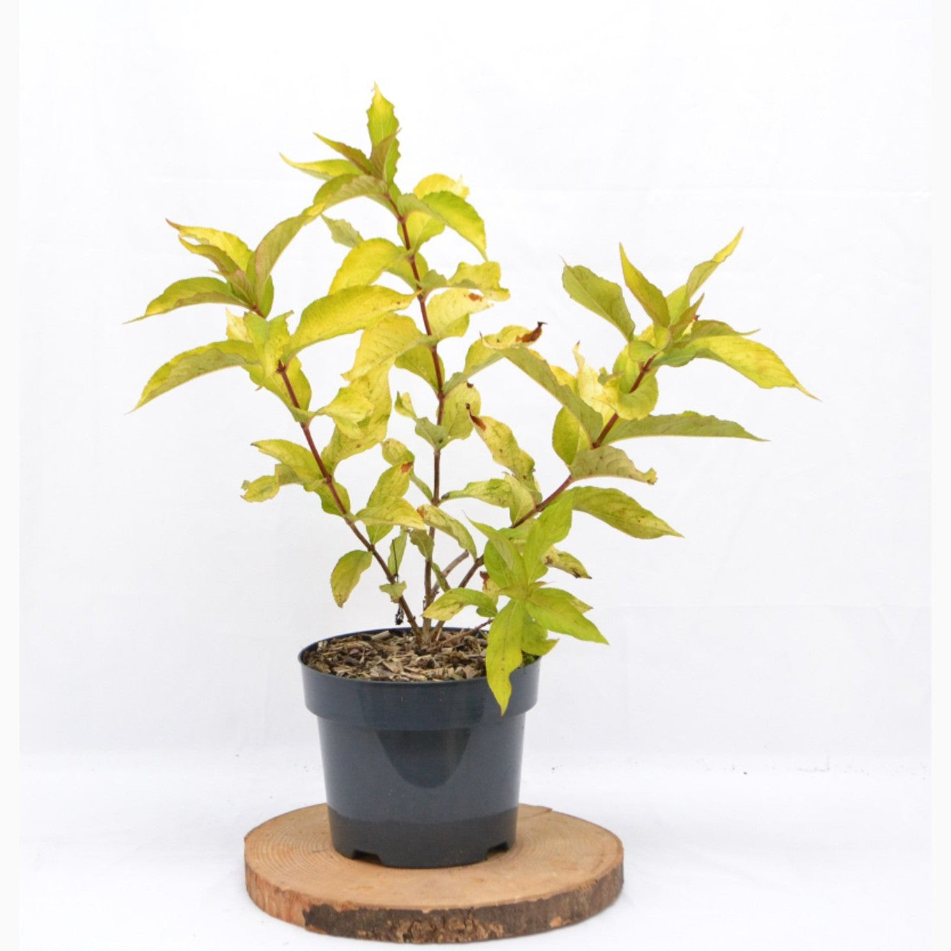 Praktweigela – Weigela florida 'Jean's Gold' - C3 20-40 CM